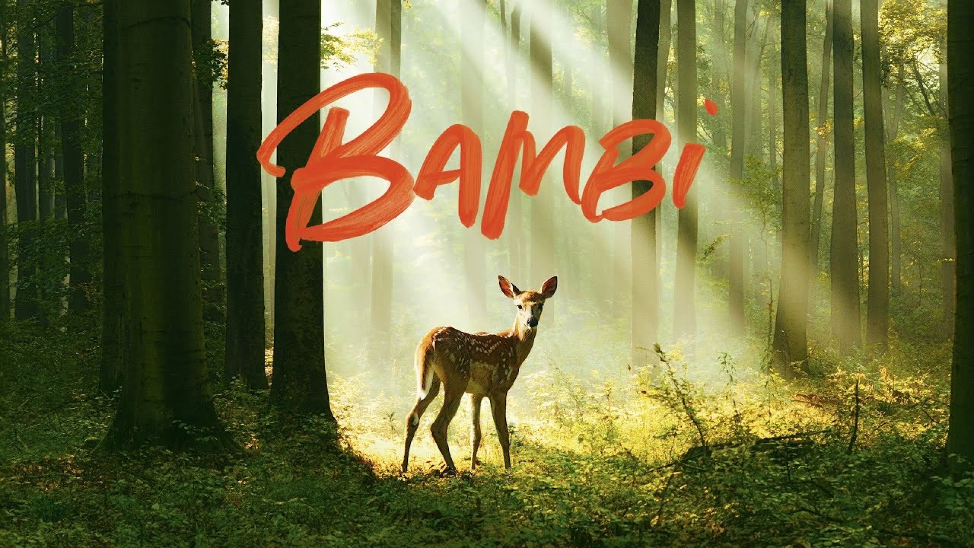 Bambi